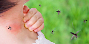 Le punture di zanzara saranno un lontano ricordo!
