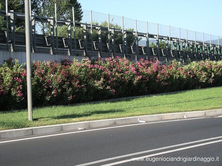 Siepe lungo la superstrada