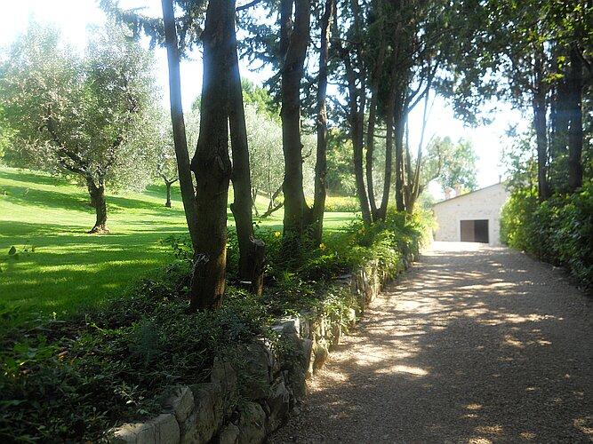 Cotoneaster sul muretto