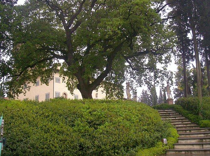 Quercia secolare