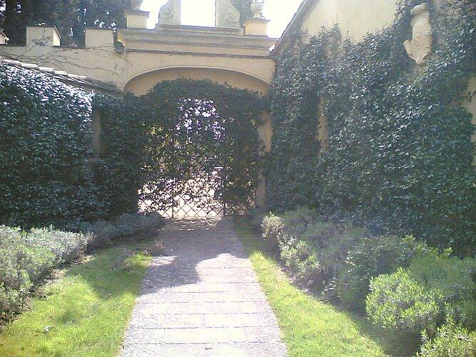 Il gelsomino nel cancello