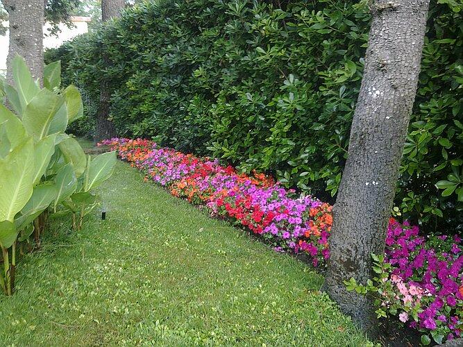 Aiuola di Impatiens e canne indiche