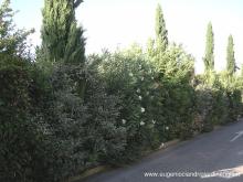 Aiuole